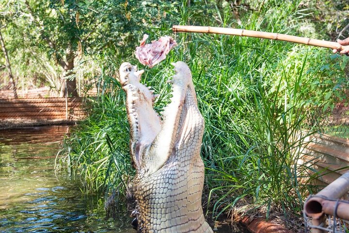 Malcolm Douglas Crocodile Park Tour Including Transportation - Image 5