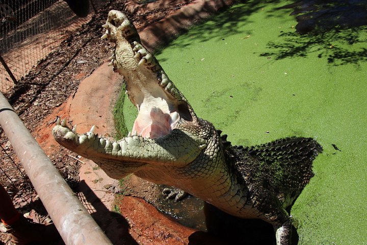 Malcolm Douglas Crocodile Park Tour Including Transportation - Image 3