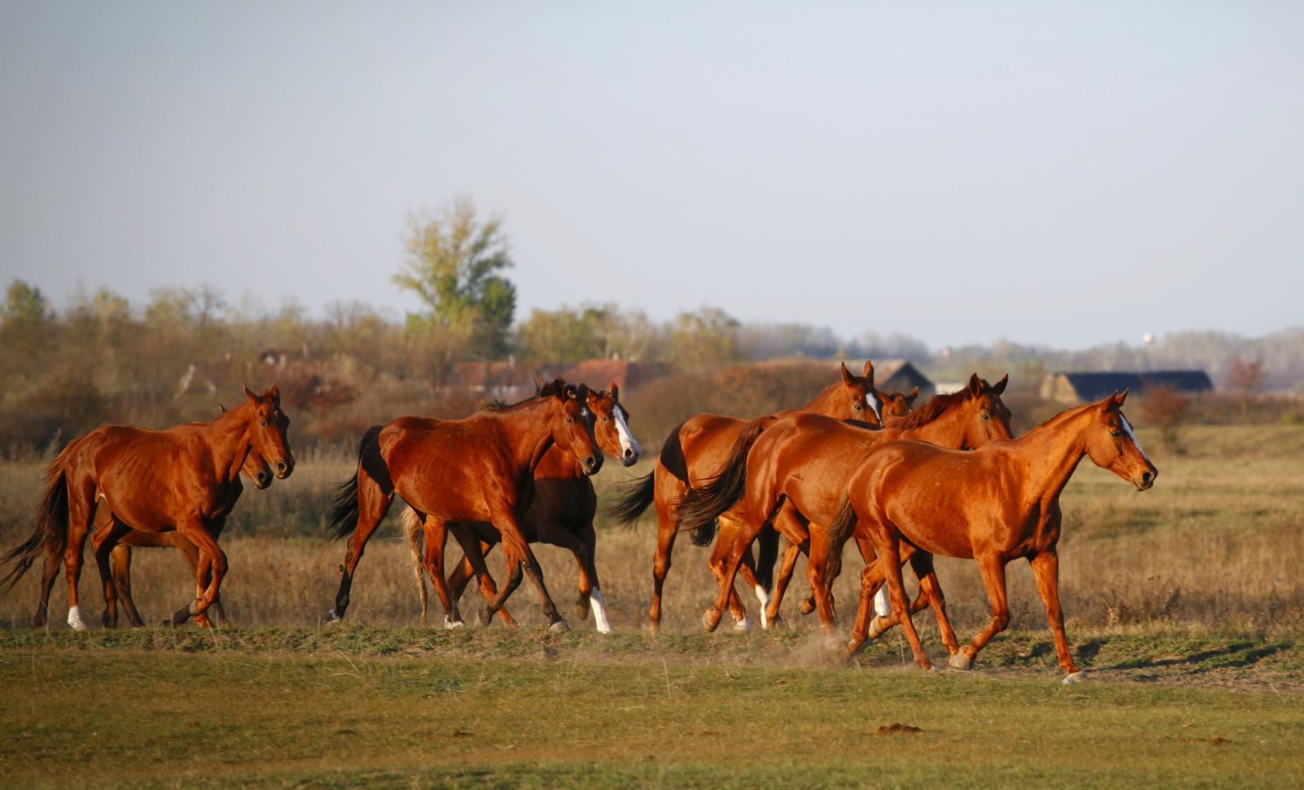 Puszta Horse Extravaganza - Image 1