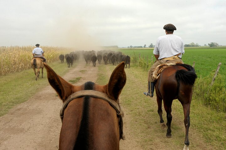 Full-Day Horseback Riding Experience in Carlos Keen - Image 5