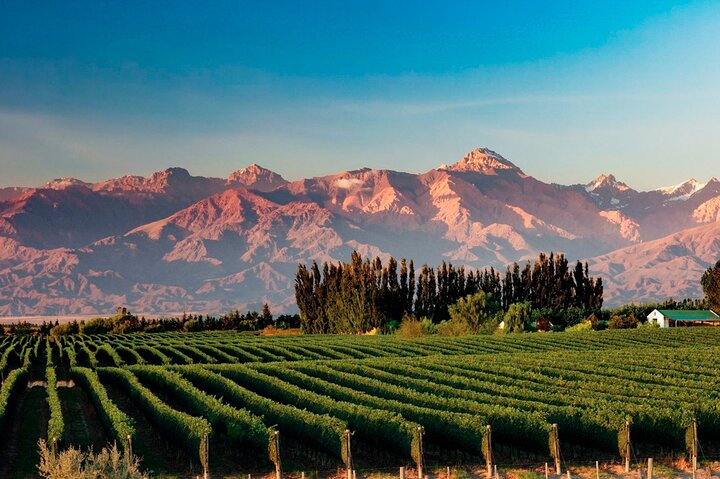Full Day Private Guided Tour of Vinicolas de Mendoza - Image 3