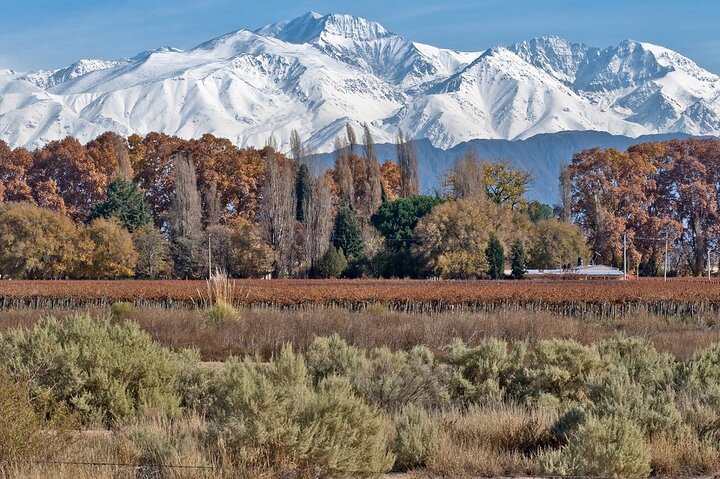 Full Day Private Guided Tour of Vinicolas de Mendoza - Image 4