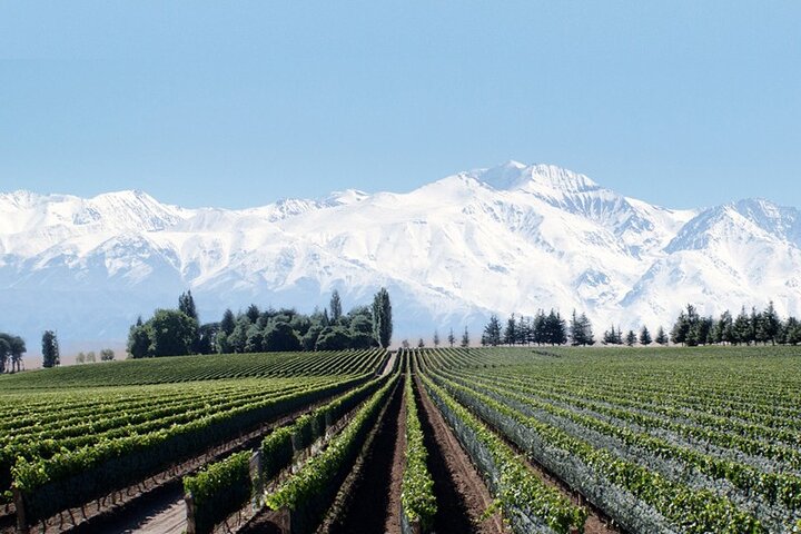 Full Day Private Guided Tour of Vinicolas de Mendoza - Image 1