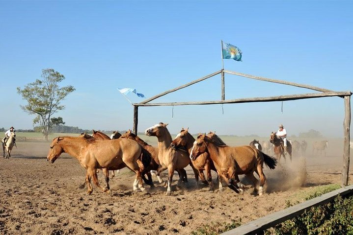 Gaucho Fiesta with lunch - full day tour for Cruise passengers - Image 1