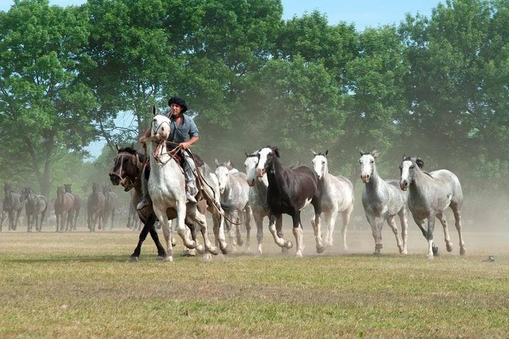 Gaucho Fiesta with lunch - full day tour for Cruise passengers - Image 5