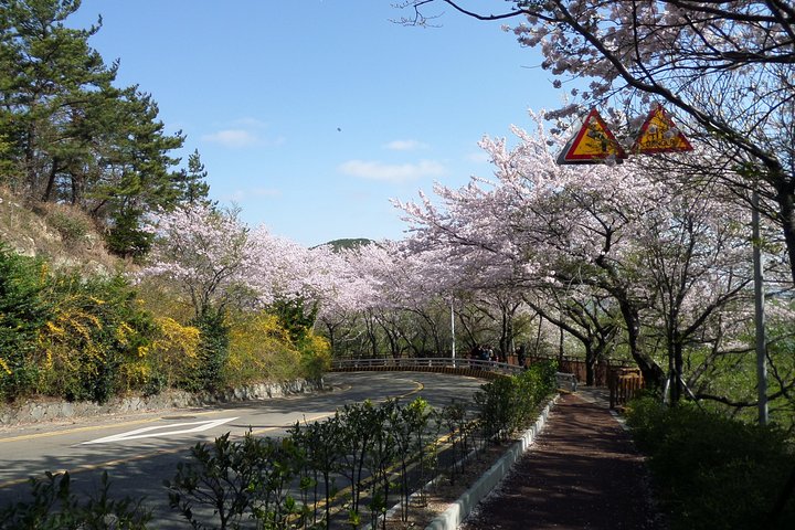 Cherry blossom tour in Busan and Jinhae from Busan - Image 5