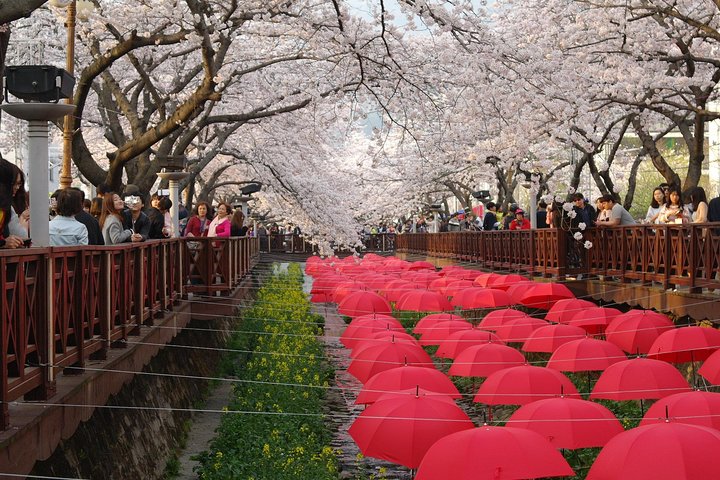 Cherry blossom tour in Busan and Jinhae from Busan - Image 1