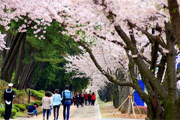 Full-Day Jinhae Cherry Blossom festival Private tour - Image 4