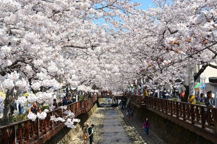 Full-Day Jinhae Cherry Blossom festival Private tour - Image 5