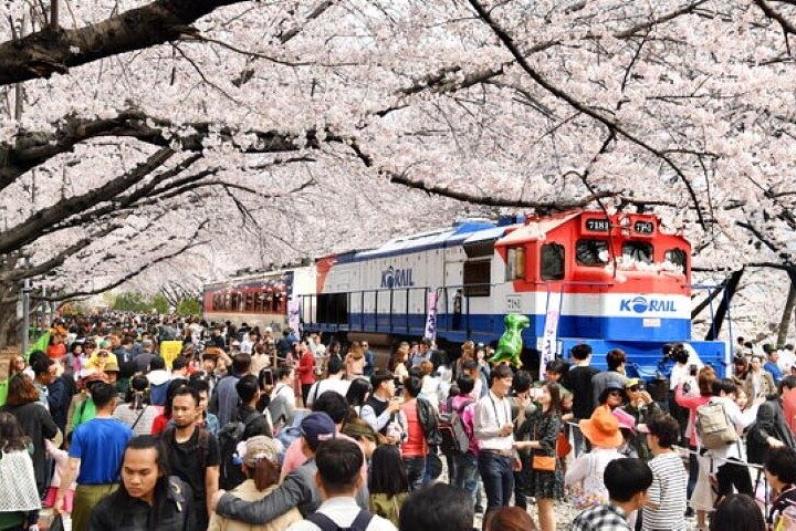 Full-Day Jinhae Cherry Blossom festival Private tour - Image 1