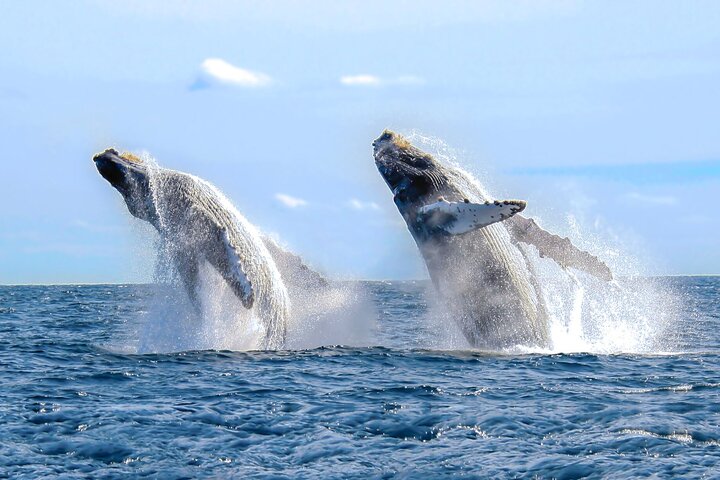 #1 Snorkeling Tour in Catamaran. Open bar & Snacks included - Image 4