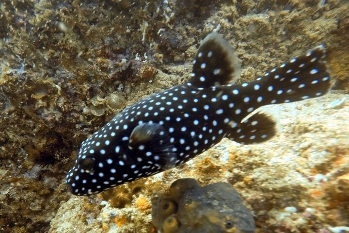 Arch Boat Tour and Snorkeling at Pelican Rock - Image 3