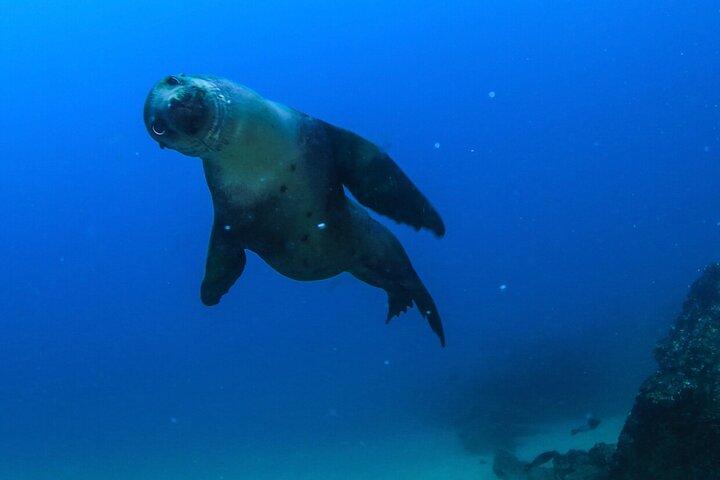 Arch Boat Tour and Snorkeling at Pelican Rock - Image 4