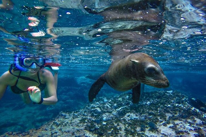 Boat Tour and Snorkel at Pelican Rock - Image 1