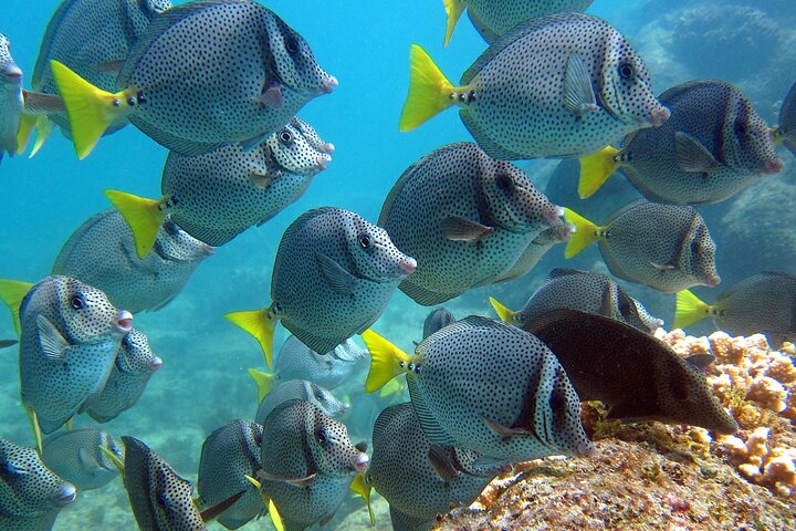 Boat Tour and Snorkel at Pelican Rock - Image 3