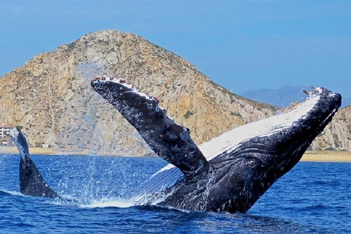 Boat Tour and Snorkel at Pelican Rock - Image 5