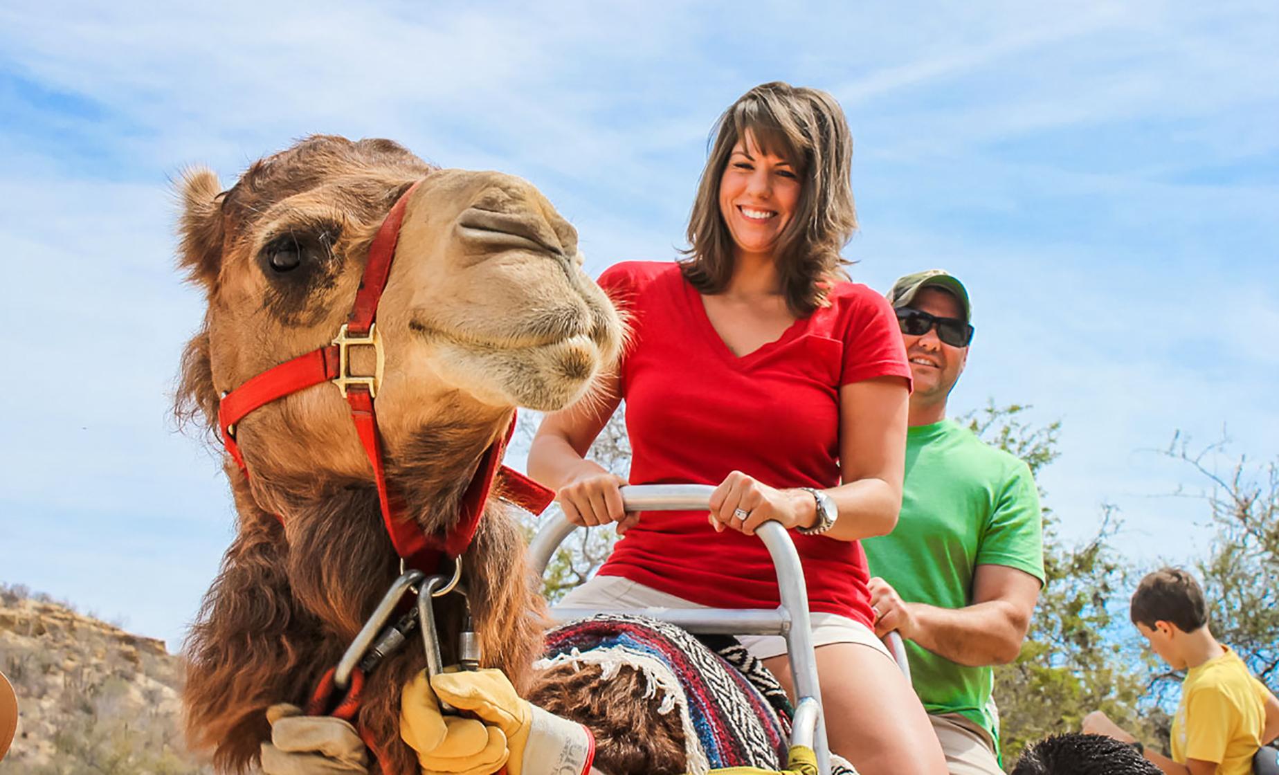 Camel Quest and More - Image 1