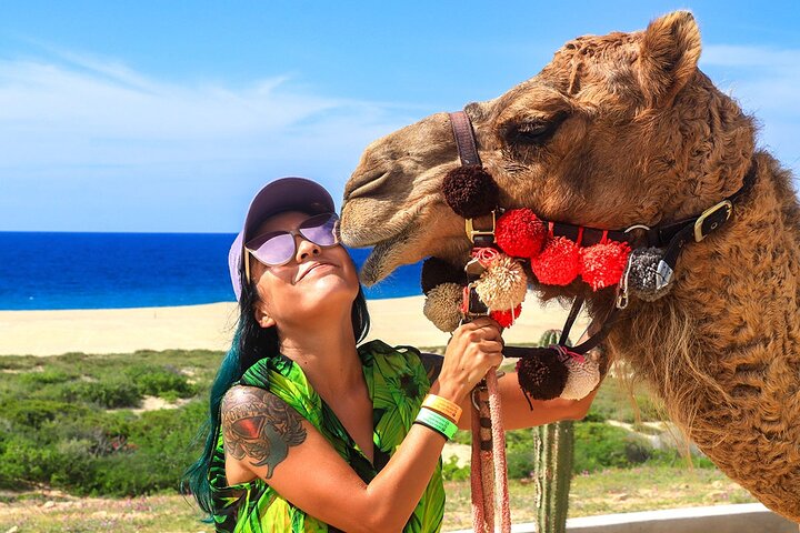 Camel Ride On The Beach at Cabo - Image 1