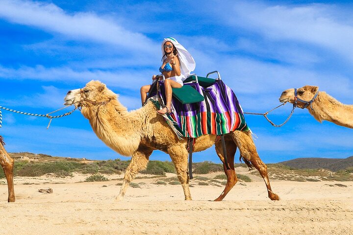 Camel Ride On The Beach at Cabo - Image 2