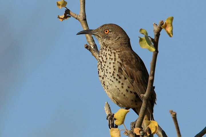 Half-Day Bird Watching Endemics Activity in Los Cabos - Image 4