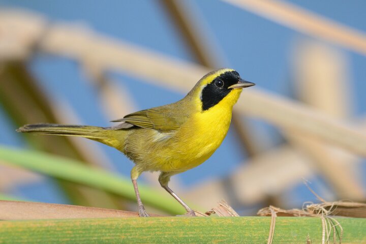 Half-Day Bird Watching Endemics Activity in Los Cabos - Image 5