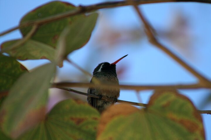 Half-Day Bird Watching Endemics Activity in Los Cabos - Image 2