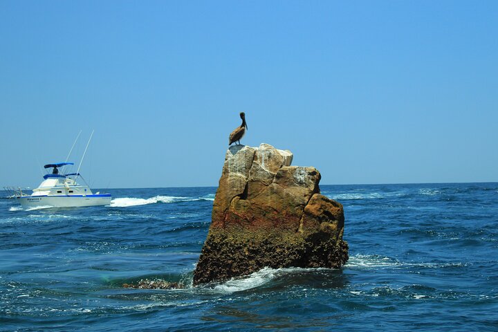 Half-Day Exploring the Arch of Cabo San Lucas Guided Tour - Image 3