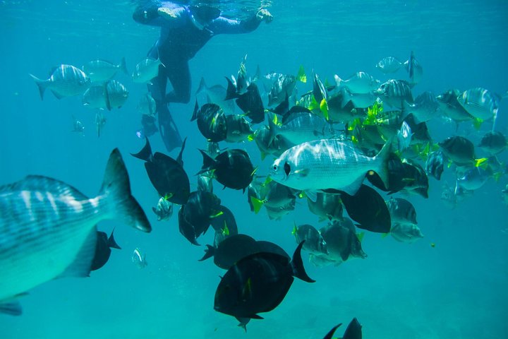 Los Cabos Snorkeling Tour to Chileno Bay and Santa Maria Cove - Image 2
