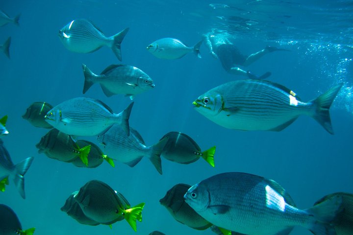 Los Cabos Snorkeling Tour to Chileno Bay and Santa Maria Cove - Image 4