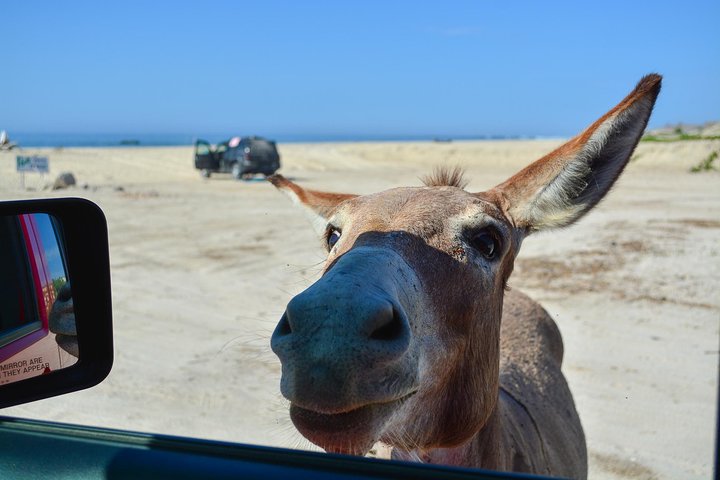 Private Jeep Tour Cabo Pulmo  - Image 3