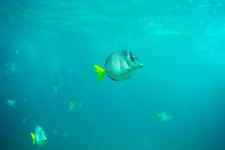 Private Los Cabos Arch & Playa del Amor tour by Glass bottom kayak - Image 3