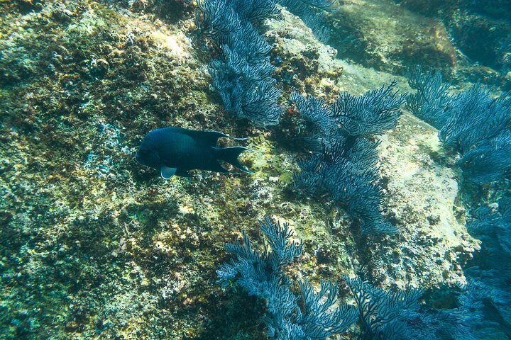Private Los Cabos snorkeling tour to Chileno bay and Santa Maria cove - Image 1