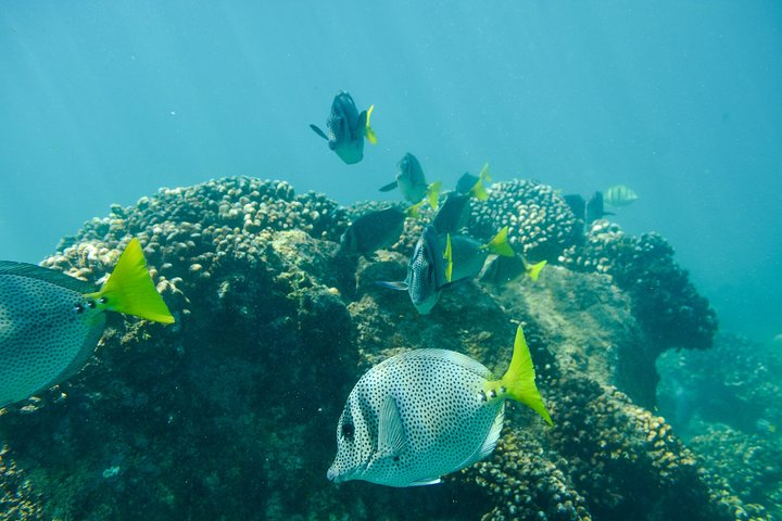 Private Los Cabos snorkeling tour to Chileno bay and Santa Maria cove - Image 2
