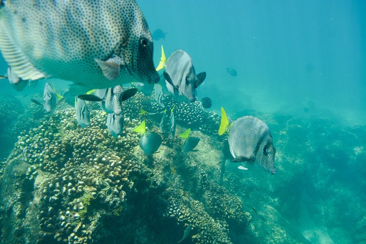 Private Los Cabos snorkeling tour to Chileno bay and Santa Maria cove - Image 5