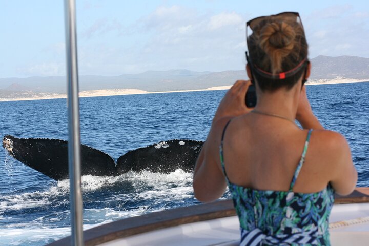 Private Whale Watching in San José del Cabo  - Image 1