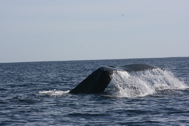 Private Whale Watching in San José del Cabo  - Image 4