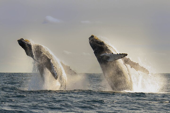 Private Whale Watching in San José del Cabo  - Image 3