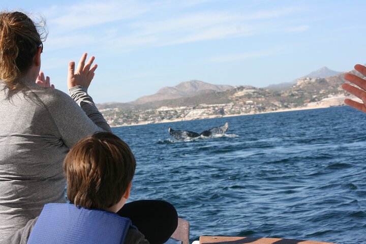 Private Whale Watching in San José del Cabo  - Image 2