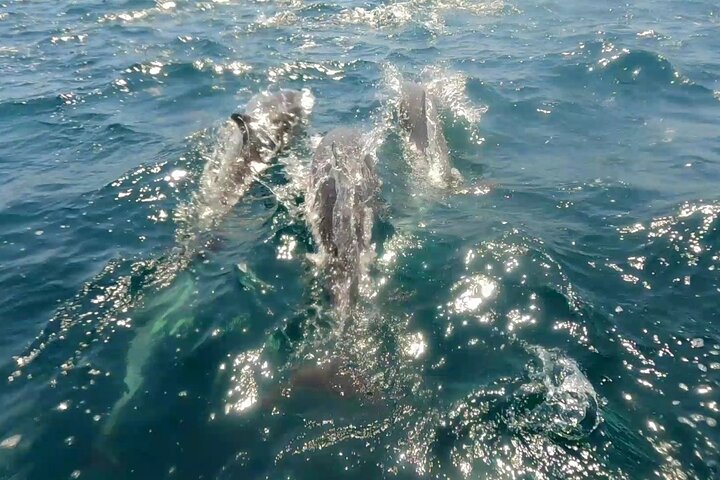 Snorkel with whale sharks - Image 2
