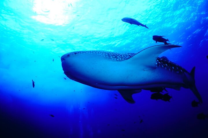 Snorkel with whale sharks - Image 4