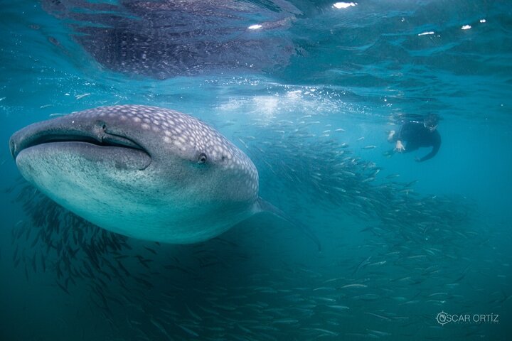 Snorkel with whale sharks - Image 1