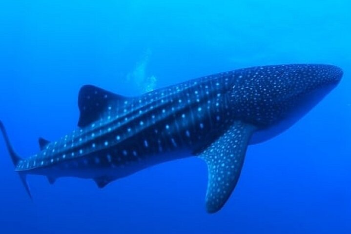 Snorkel with whale sharks - Image 5