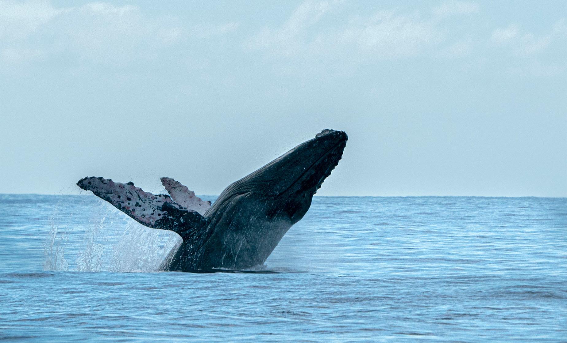 Whale Watching Cruise - Image 1