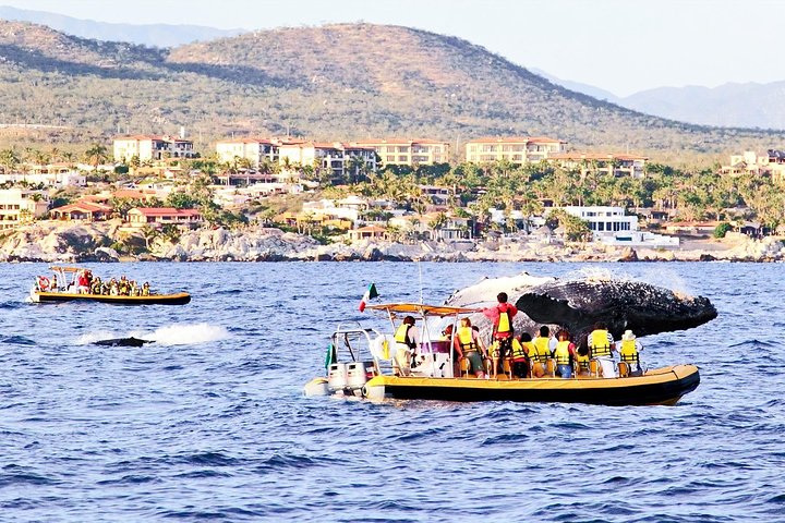 Whale Watching Cruise in Cabos San Lucas and Ground Transportation - Image 5