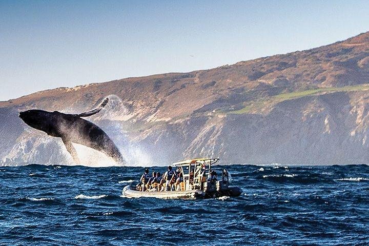 Whale Watching Cruise in Cabos San Lucas and Ground Transportation - Image 4