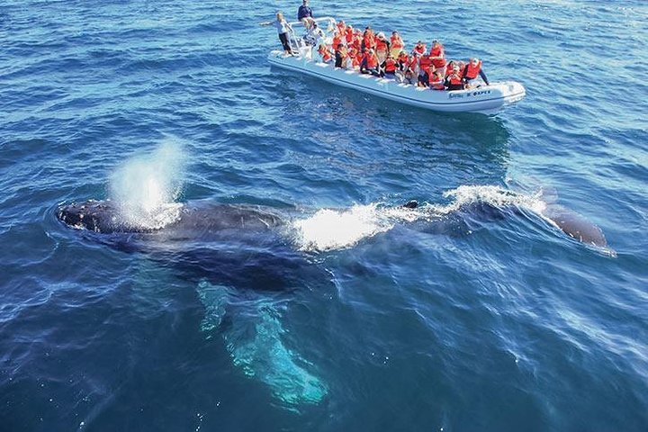 Whale Watching Cruise in Cabos San Lucas and Ground Transportation - Image 1