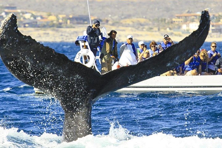 Whale Watching Cruise in Cabos San Lucas and Ground Transportation - Image 3