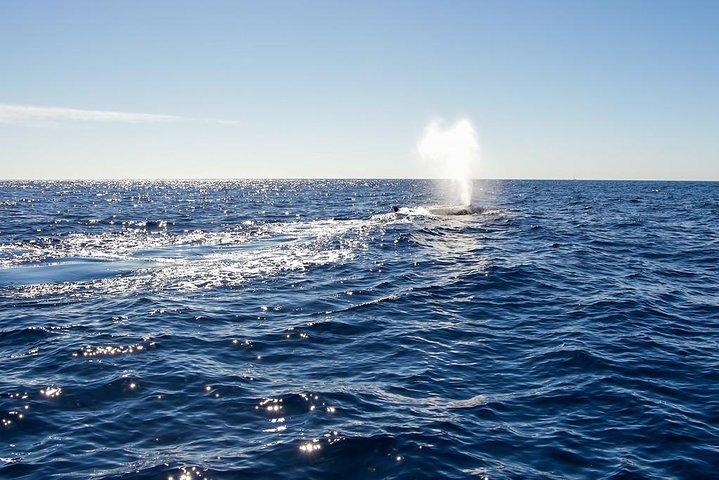 Whale Watching in Cabo San Lucas on board our Luxury Trimaran!  - Image 4