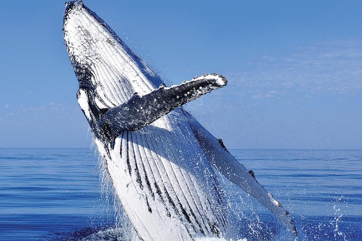 Whale Watching in Cabo San Lucas: Sightseeing Cruise and Shopping - Image 1