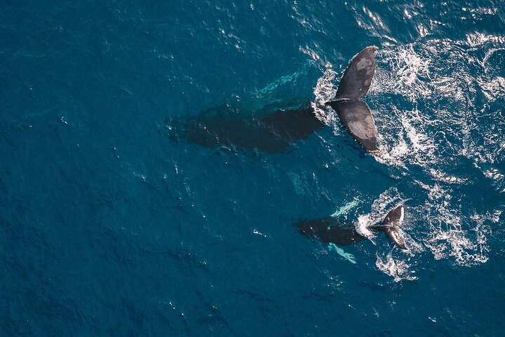 Whale Watching in Cabo San Lucas: Sightseeing Cruise and Shopping - Image 4